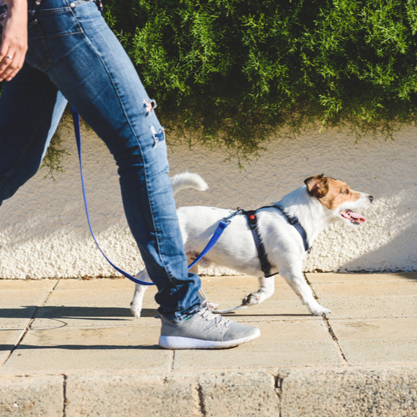 Someone walking a dog.