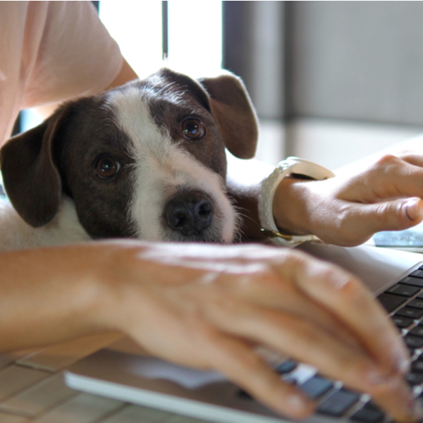 A woman working at a laptop with a dog on her knee.