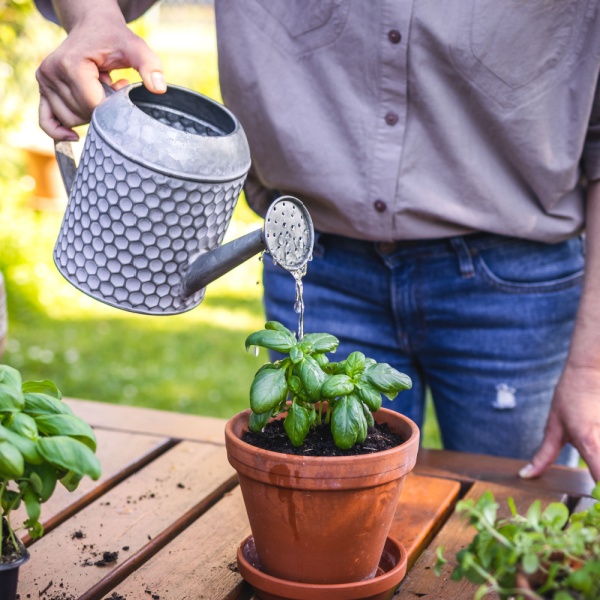 A man watering plants.